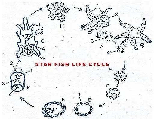 蓝色的海星可以吃吗(吃海星的十大禁忌)