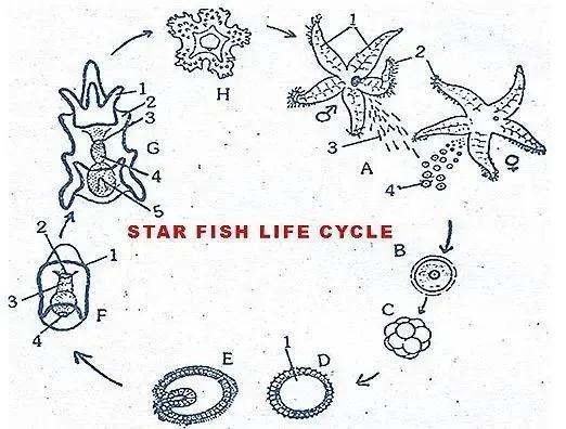 海星可以吃吗，油炸海星可以吃吗（是一种棘皮动物。海星能吃）