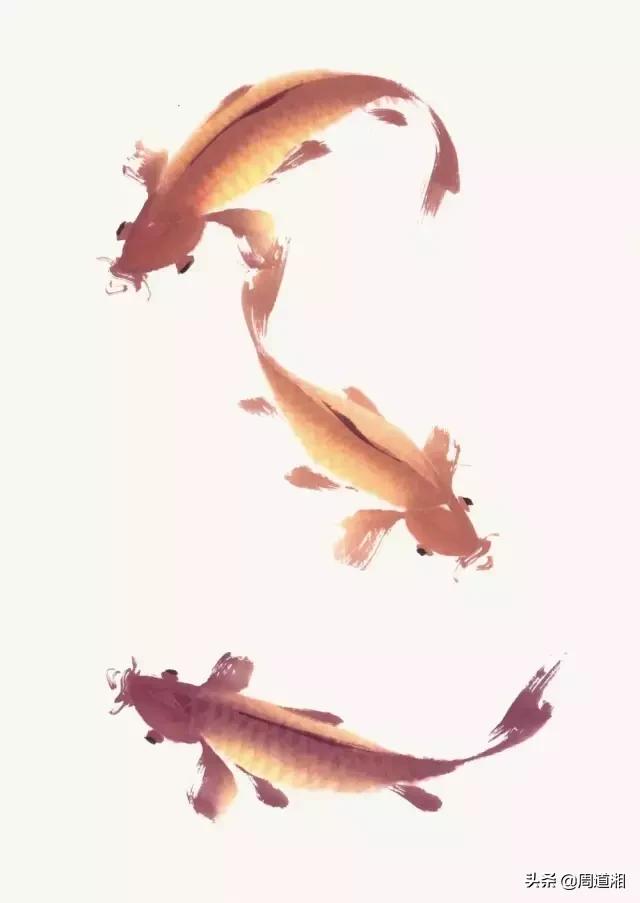 金鱼画法步骤图解,国画写意鲤鱼、金鱼的画法 金鱼画法步骤图解,国画写意鲤鱼、金鱼的画法