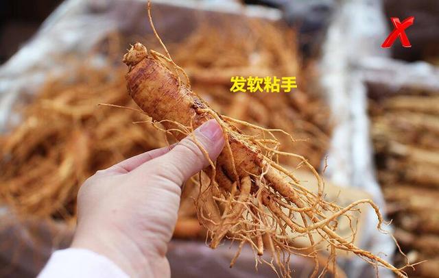 买红参怎么挑选 红参怎么保存最好，买红参怎么挑选（长辈滋补最佳红参怎么挑）