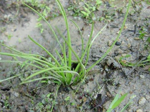 国家一级保护植物的名单，国家一级保护植物简介（植物世界丨国家一级重点保护野生植物名录）