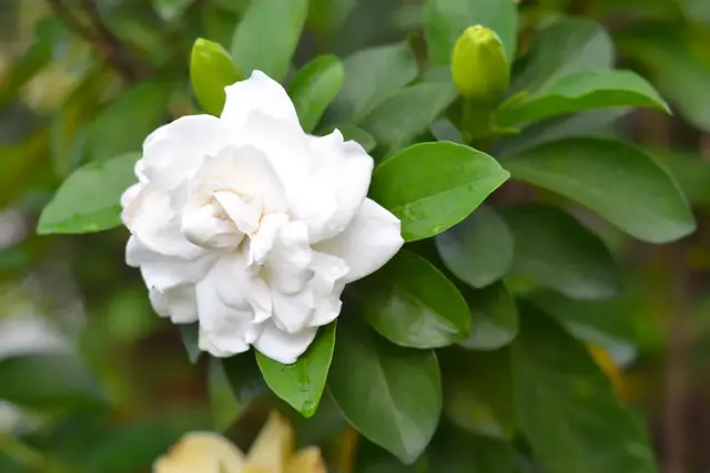 栀子花水培怎么养，怎么养栀子花盆栽水培（水培栀子花的养殖方法及注意事项）