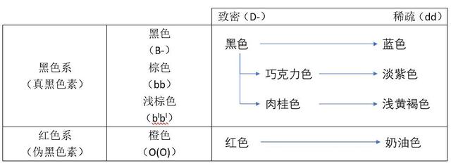 虎斑暹罗猫，银渐层、重点色、虎斑傻傻分不清（海豹虎斑暹罗猫）