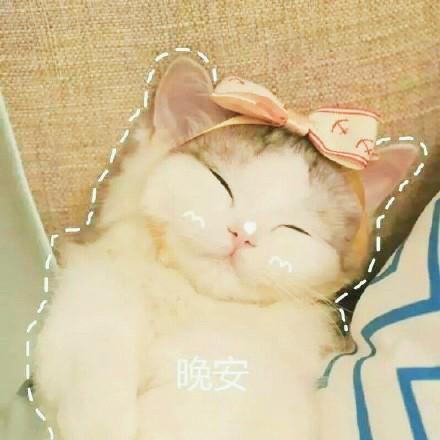 猫咪表情包大全图，可爱的猫咪表情包合集