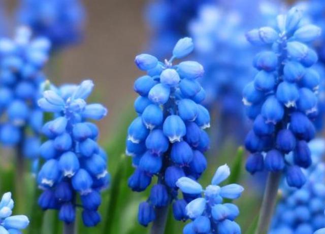 天堂鸟花语，天堂鸟花图片（你知道大自然中这些花的花语吗）