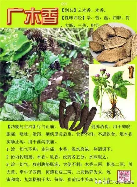 常见中草药图谱，中草药经典图谱（让你知道常用药都长啥样）