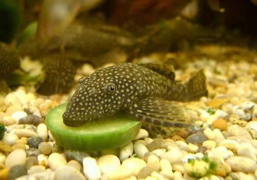 养草金鱼最怕什么，饲养草金鱼必须注意的事项有哪些（饲养清道夫鱼最低温度是多少）