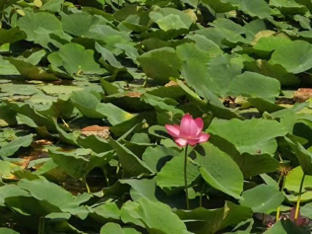 牡丹江莲花公园