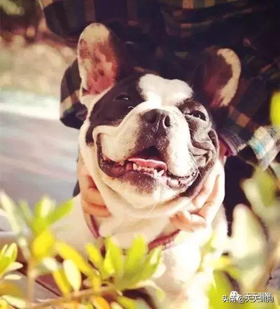 狗可以吃柚子吗，柯基狗可以吃柚子吗（狗狗能吃水果吗）