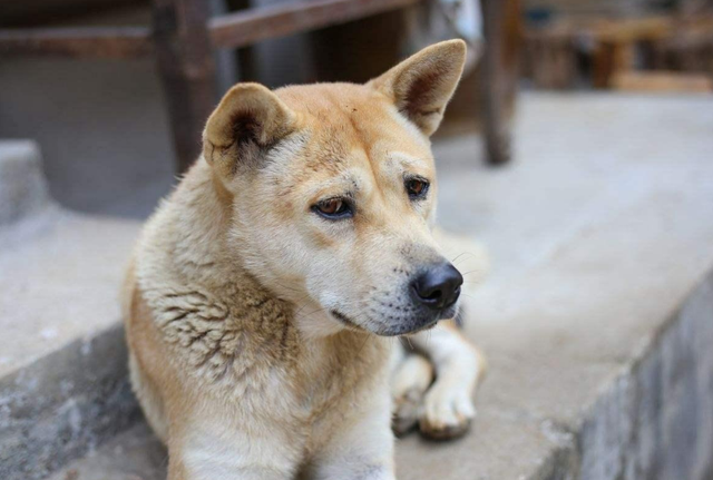 最认主人的狗排名，最认主人的狗排名是怎样的（它们一生只认一位主人）