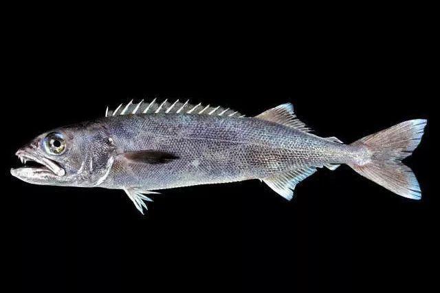 香港10位多面派影帝级人物，哪个才是你的最爱，香港10位多面派影帝级人物（也有人为基佬快乐鱼的鲜嫩而痛湿内裤）