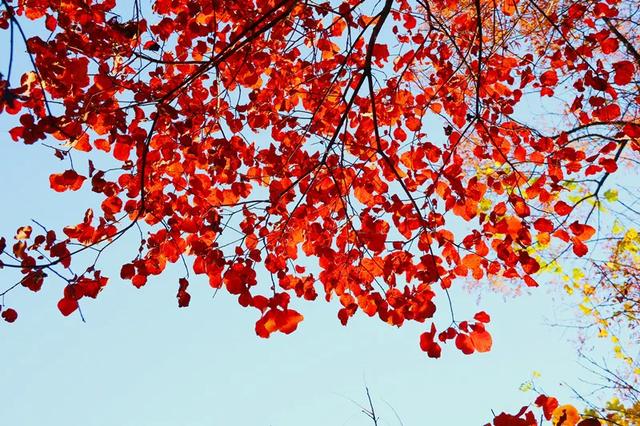 满山红叶似彩霞，阿宝歌曲大全（山东最全赏红叶地图来了）