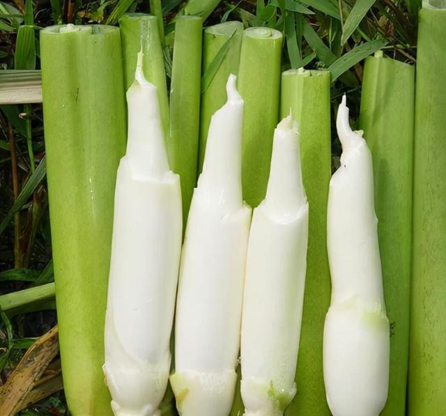 高笋和茭白有什么区别，茭白跟高笋是一种吗（湖南称它“高笋”）