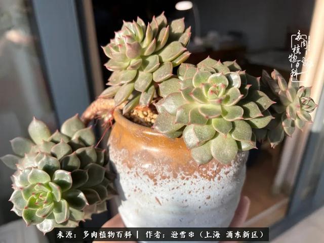 多肉植物图片，感恩相遇，余生相互关照（若绿多肉植物图片）