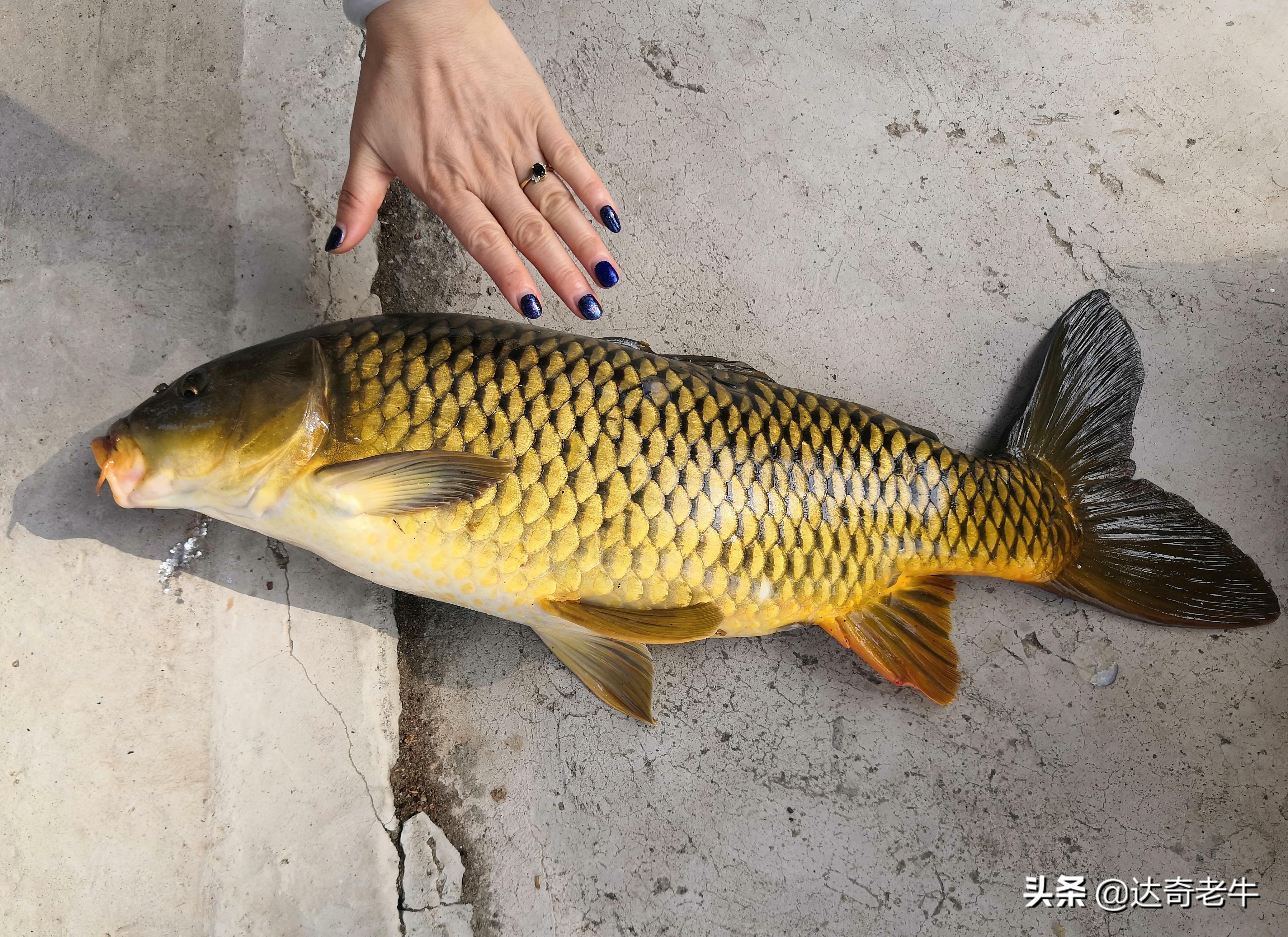 用鲫鱼饵料钓鲤鱼？揭秘顶级绝杀配方，轻松爆护不是梦！