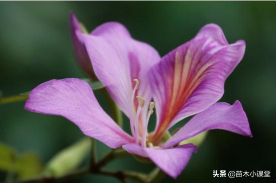 紫荆花花语，紫荆花花语小花仙（香港市花——紫荆花的花语和寓意）