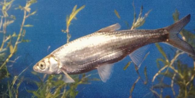 淡水观赏鱼种类，淡水观赏鱼的种类大全！（中国淡水观赏鱼图集<一>）