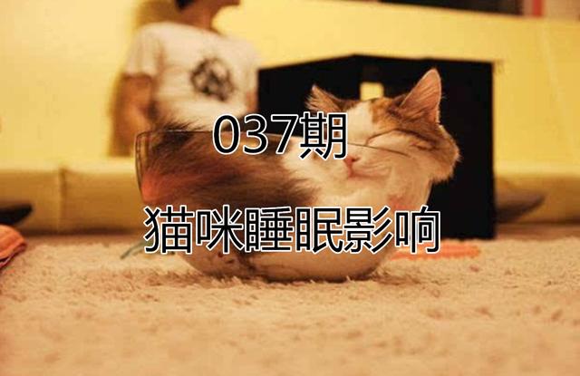 猫咪常见6种睡姿，猫咪的四种睡姿代表不同心理活动