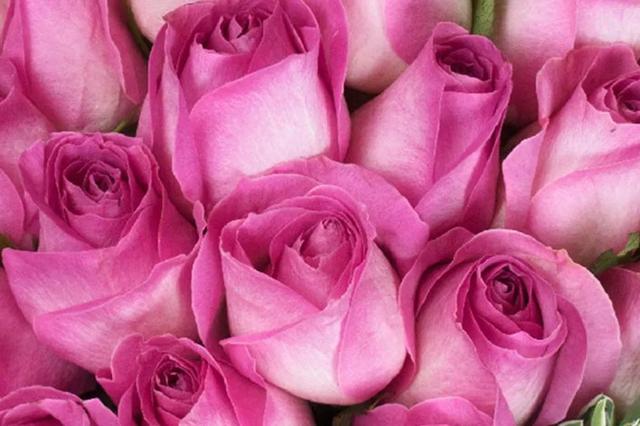 各种玫瑰花的含义，各色的玫瑰花有什么含意（一篇文章认全花店必备80种玫瑰花）