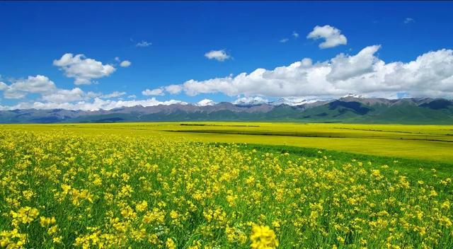 油菜花开的唯美句子有哪些，油菜花开的唯美句子有哪些三年级（金色耀眼，如绚烂花毡）