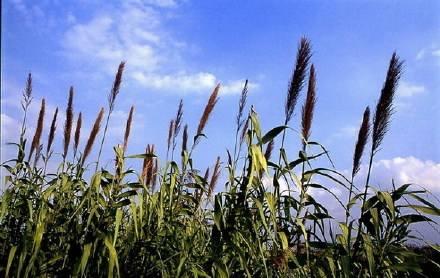 什么的芦苇，什么的芦苇荡填形容词（家乡的芦苇）