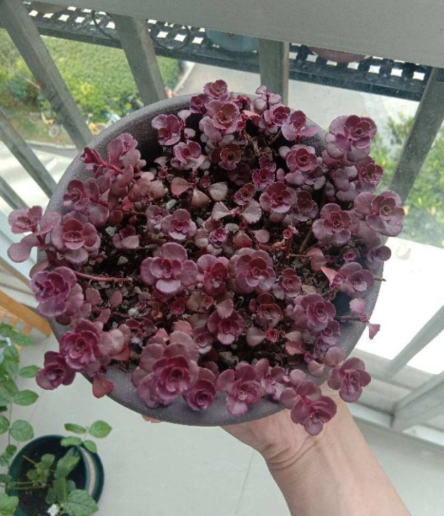 和玫瑰花很像的花，像玫瑰一样的多肉植物（多肉界的“小玫瑰”）