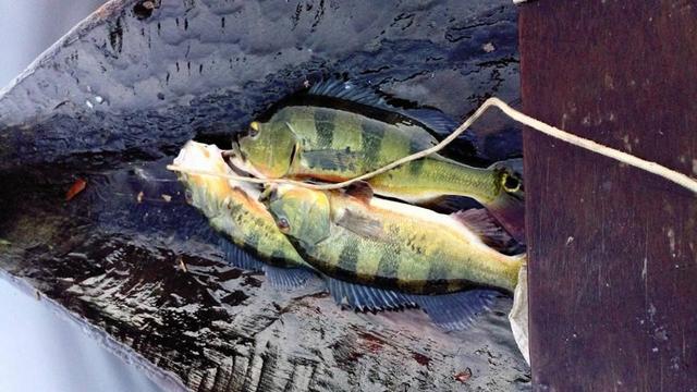 帝王三间和巴西亚鱼有什么区别，巴西亚鱼与皇冠三间鱼有什么区别（也许等不到中国钓鱼人就被消灭光了）