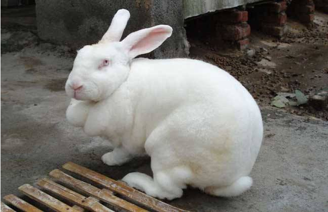 兔子几个月大就可以繁殖小兔子，兔子几个月大开始繁殖（兔子整个生长周期）