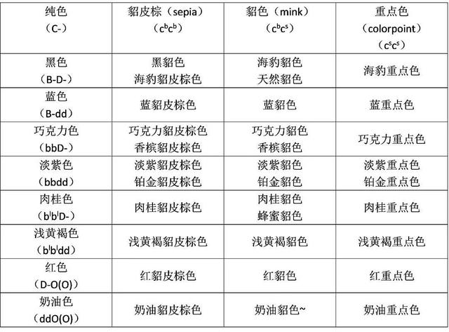 虎斑暹罗猫，银渐层、重点色、虎斑傻傻分不清（海豹虎斑暹罗猫）