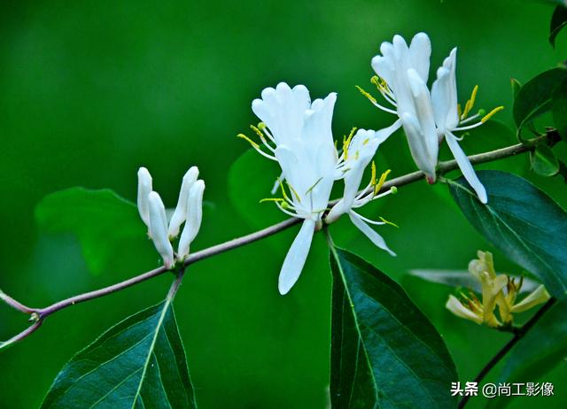 金银木的形态特征和果实作用详情介绍，金银木的果实功效与作用（黄白同枝姐妹花一一金银“木”）