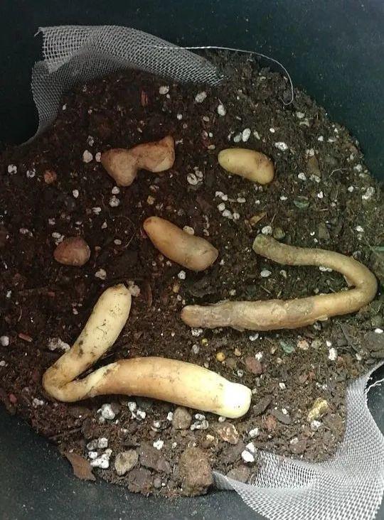 鸟尾花的繁育管理，鸟尾花 花期（30种耐阴花）