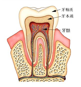 梦见门牙松动是什么意思周公解梦，梦见门牙松动（正确的做法应该是尽快求医）