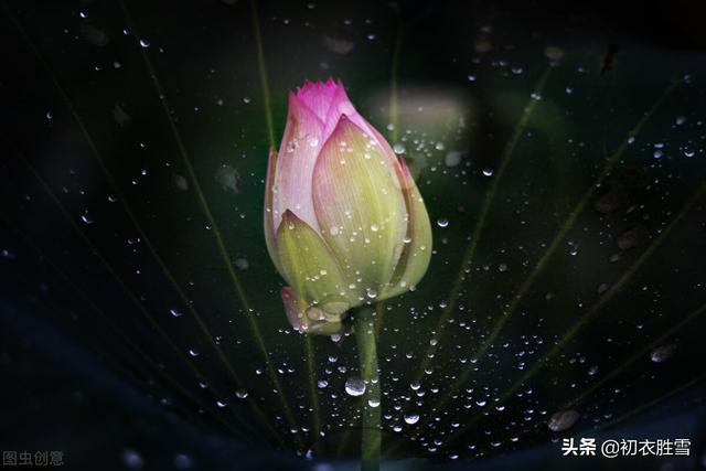 荷花的叶子像什么，梧桐树叶像手掌仿写句（荷花诗六首：奇奇水上花）