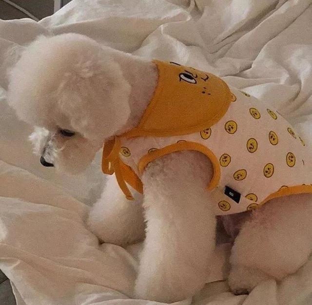 狗狗头像微信，狗狗头像（唯独你是我情之所钟）