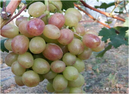 大绒球怎么种植，绒球花怎么种（葡萄全程种植管理、施肥方案）