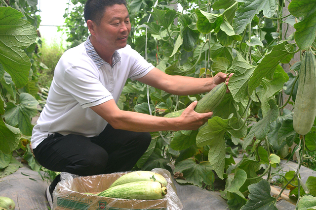 羊角蜜怎么吃，刚上市收购价10元一斤（羊角蜜零食）