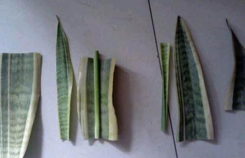 虎皮兰可以水培吗，虎皮兰能水培吗（插到水里就爆芽）