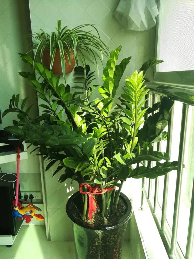 山药豆是什么，山药豆是什么样子的图片（挖出一把“山药豆”）