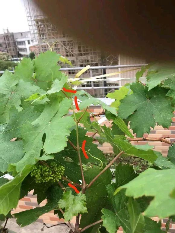 霸王花是火龙果的花吗，昙花、霸王花、火龙果花和令箭荷花的区别（奶奶把一根枝插土里）