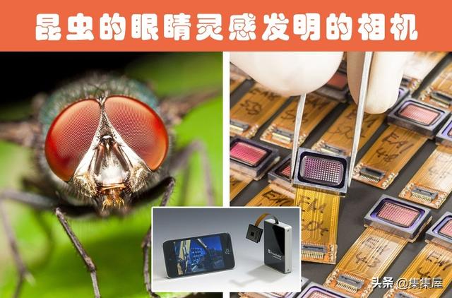 根据动物发明的东西有哪些，根据动物发明的东西有哪些英文（受到了动物的启发）