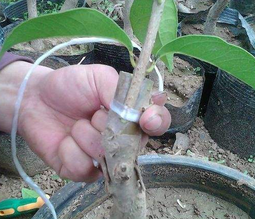 桂花香精怎么提取，桂花香如何提取（沁人心脾人引人来）