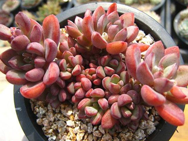 如何养护紫梦多肉呢,紫梦玫瑰多肉(养护过程中要经常检查叶片)