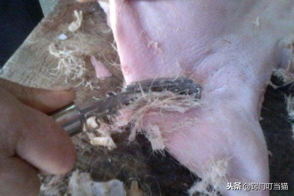 猪毛怎么处理最省力，教你几个农村土方法