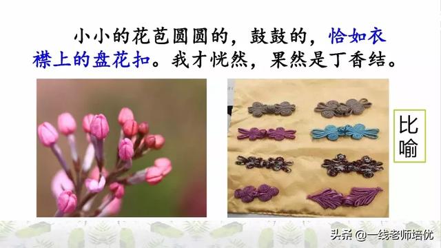 平淡无味的意思，清淡无味的意思（部编版六年级上册第2课《丁香结》重点知识点+图文解读）