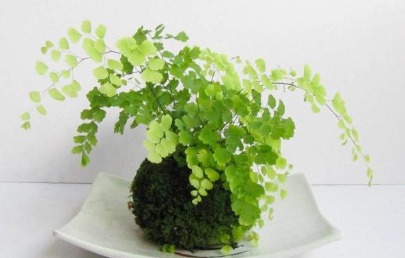 这2种耐阴花卉没阳光也能开爆盆，选4种耐阴花