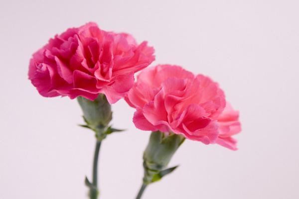 百合花意义象征是什么，百合花的象征和意义是什么（百合花的寓意以及风水作用）