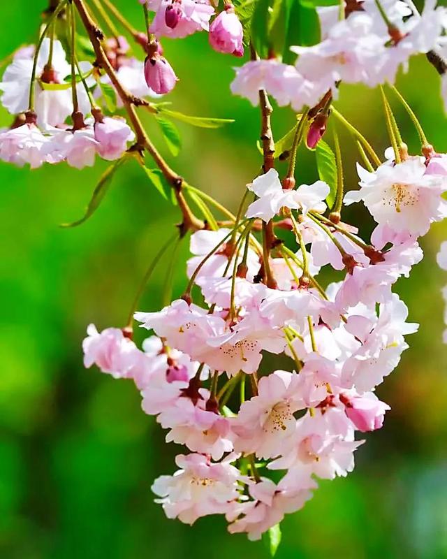 樱花是什么颜色，樱花有哪些品种和颜色（早樱、晚樱、垂枝樱、云南樱简介）