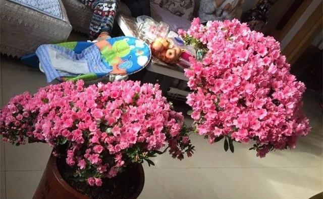 东洋杜鹃怎么养，花开的比叶还多