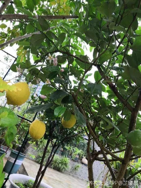 不锈钢盆可以放烤箱吗，烤箱里可以放不锈钢盆吗（10种花最养人）