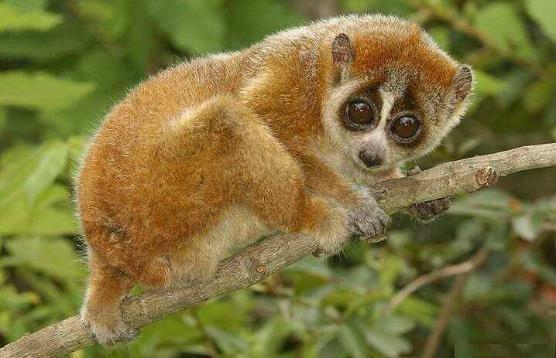 哺乳动物有哪些，世界上哺乳类动物有哪些（哺乳类动物和图片）